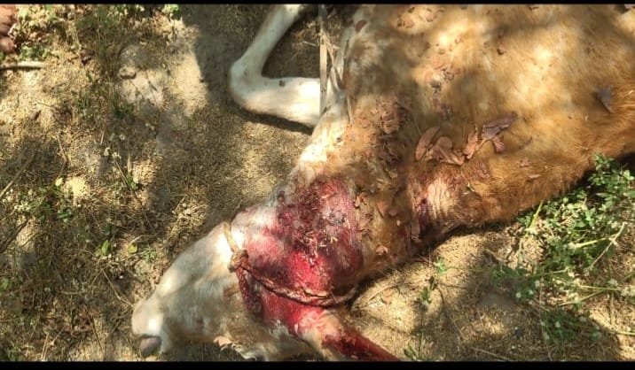 చిరుత దాడిలో లేగదూడ మృతి